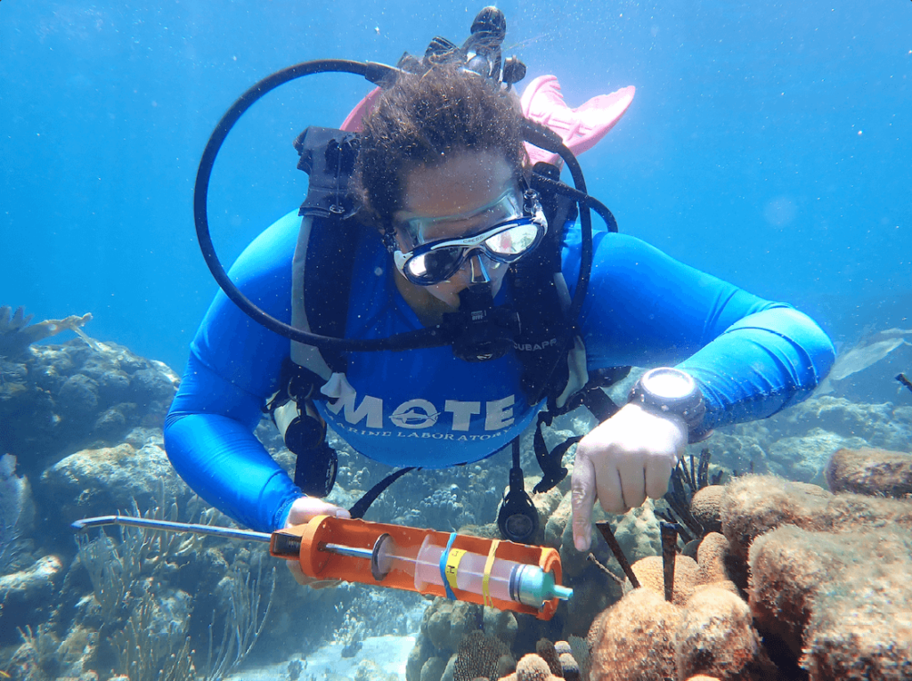 A scuba diver in a Mote shirt uses a caulking gun to apply treatment to a diseased coral.