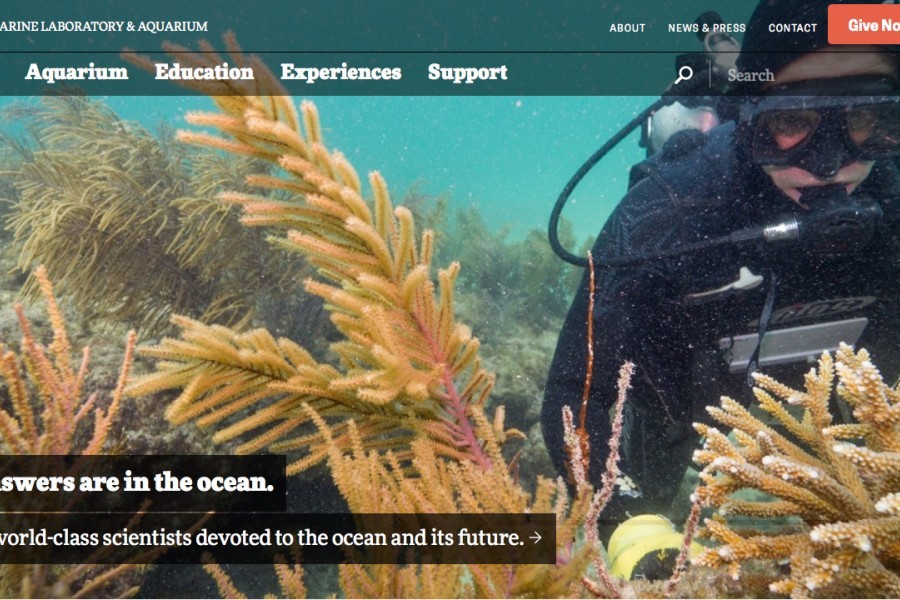 Screenshot of Mote's new homepage, featuring a close up full page photograph of a diver next to large soft corals swaying in the current.
