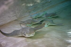 Cownose rays swim in the ray touch pool at Mote.