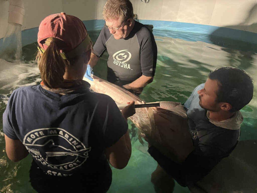 A rescued smalltooth sawfish receives critical care at Mote.