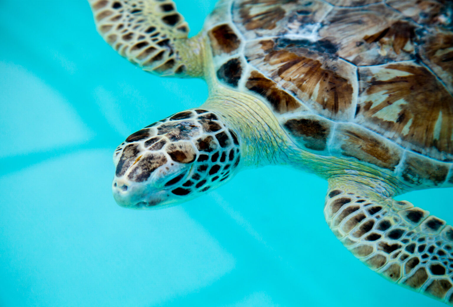 Marine Animal Rescue & Rehabilitation | Mote Marine Laboratory & Aquarium