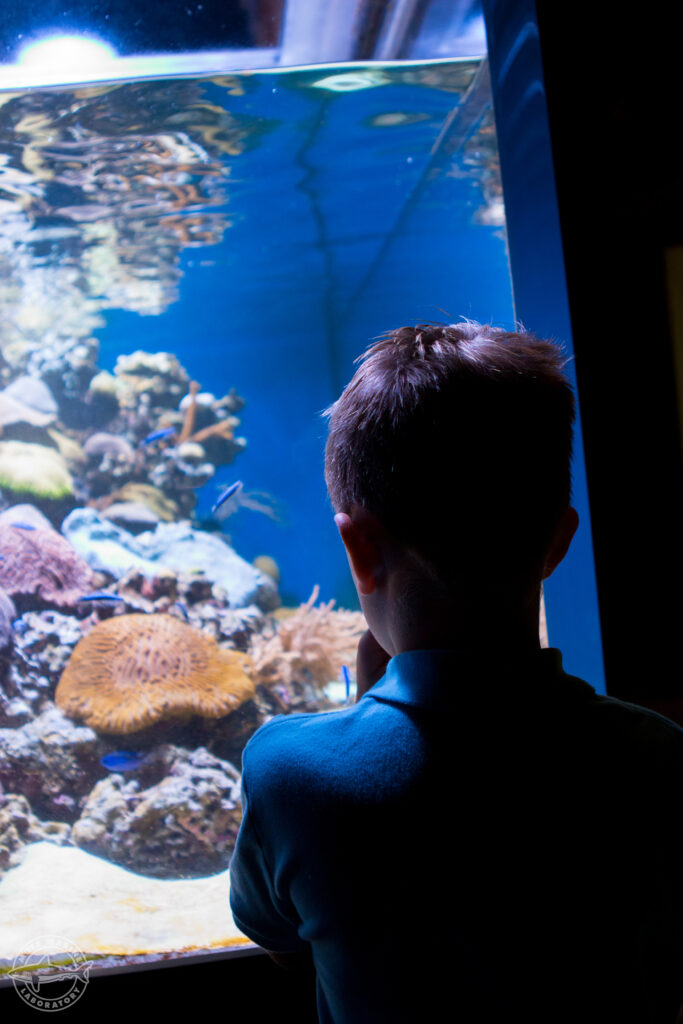 A young visitor checks out the live corals at Mote Aquarium