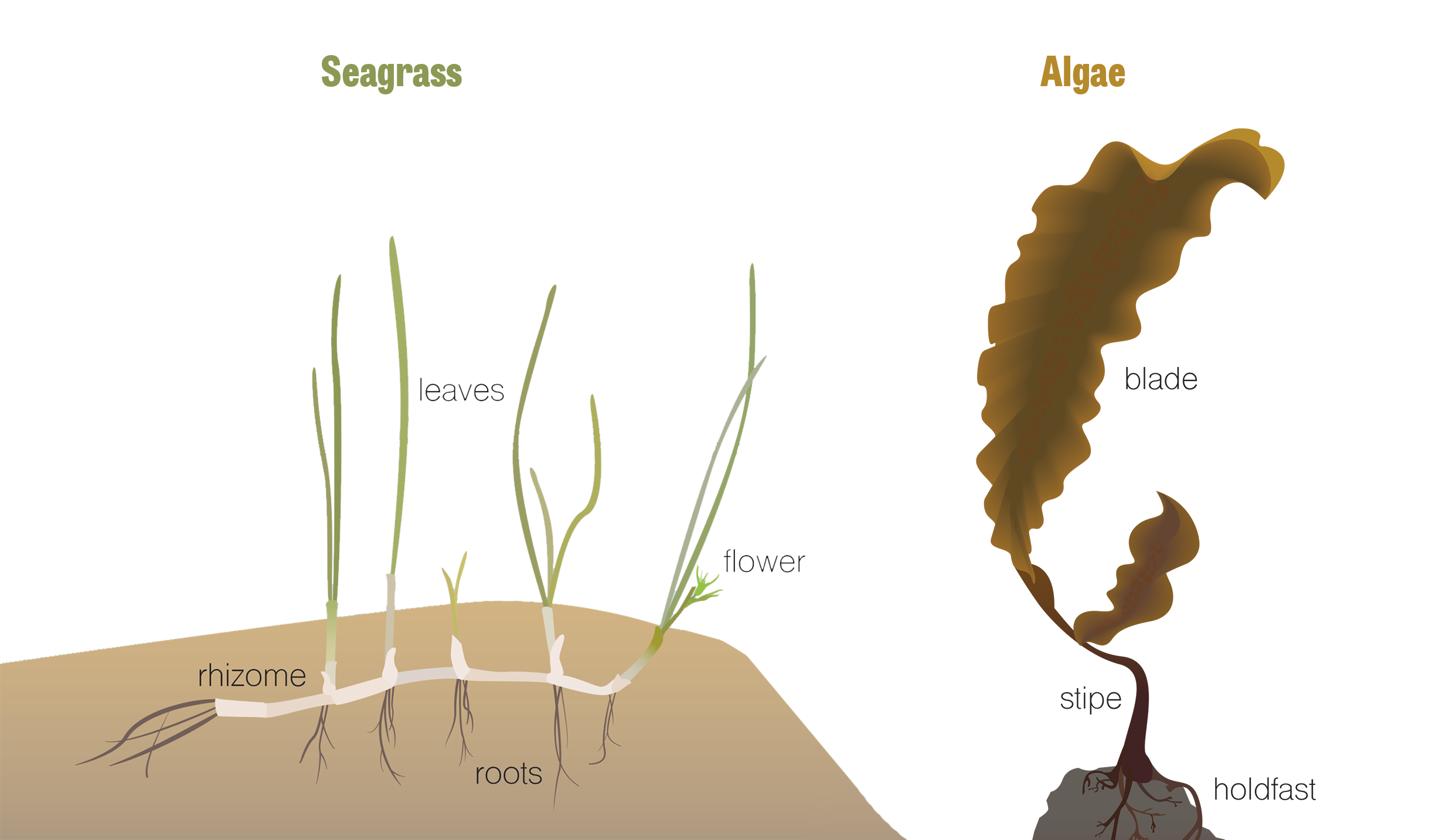 A graphic comparing seagrass and algae