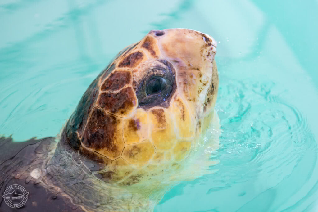 Spock the Loggerhead