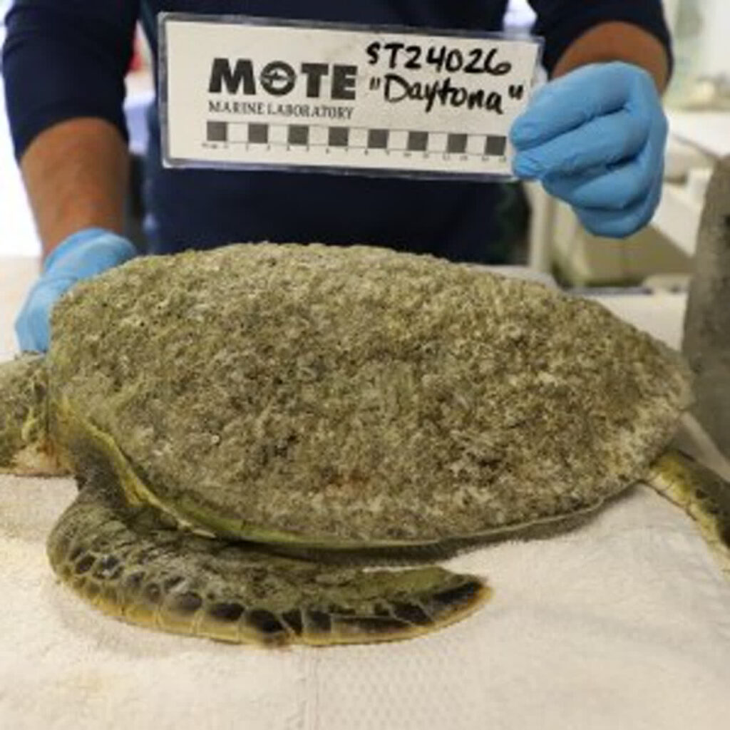 Green sea turtle hospital patient