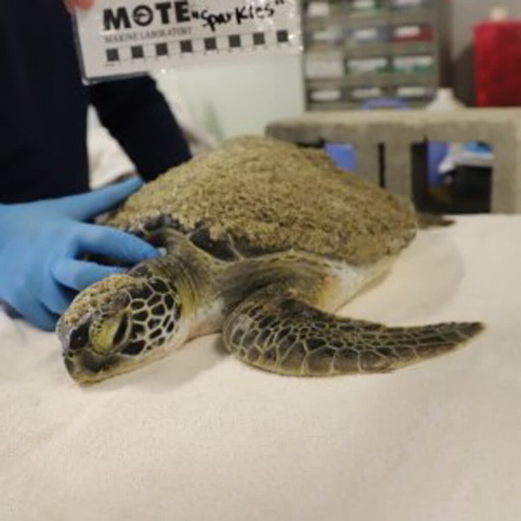 Green sea turtle hospital patient