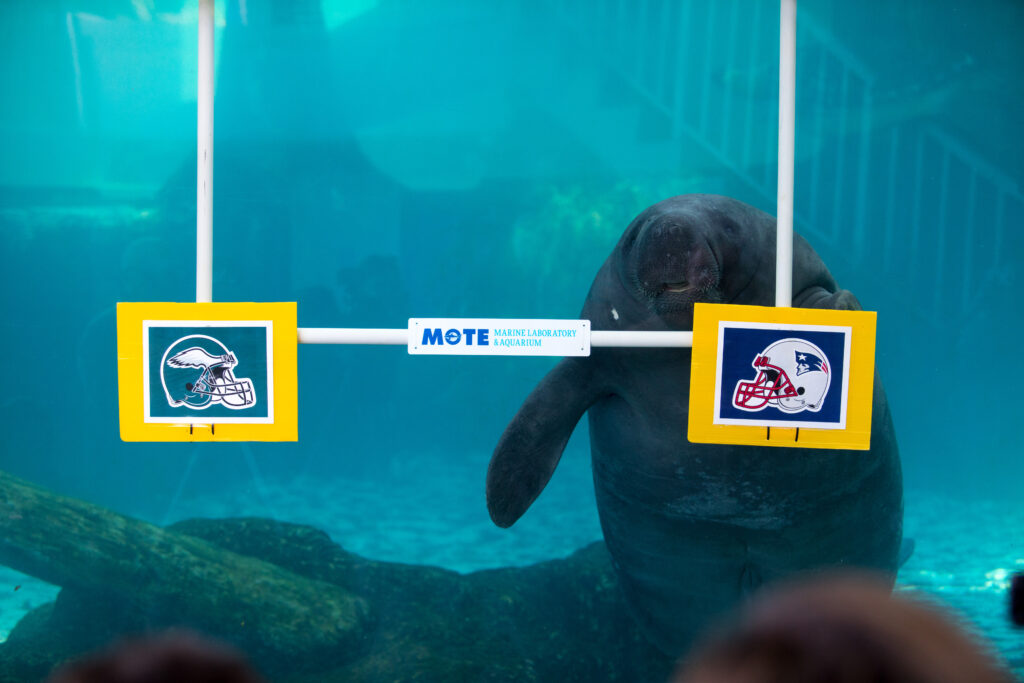 Hugh the manatee hovers upright behind a sign bearing the New England Patriots helmet, indicating his prediction for the 2018 superbowl winner.