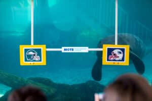 Hugh the manatee hovers directly behind the New England Patriots sign, firm in his prediction.