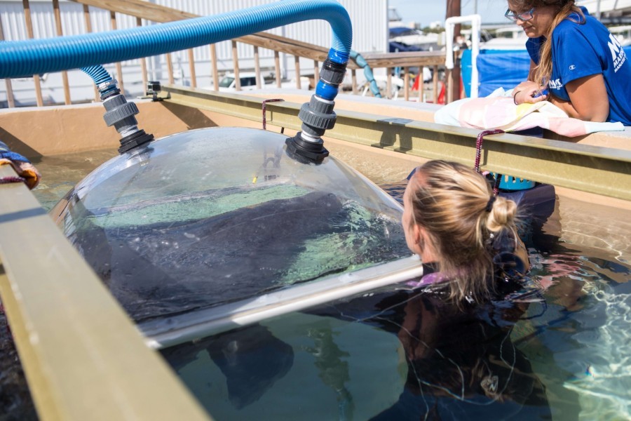A trained resident Mote manatee pops up for a breath under a plastic dome connected to 2 plastic hoses. Mote staff member Kat Boerner keeps him company in the water.