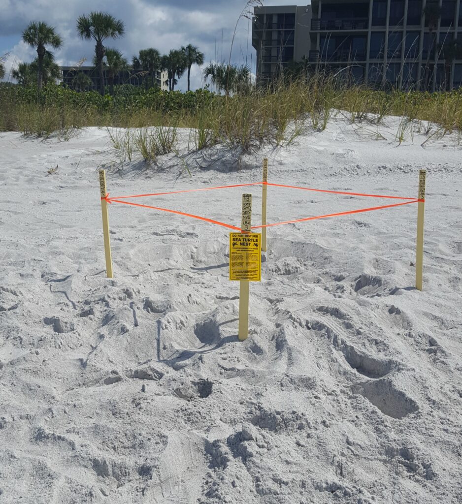 Picture of the first nest of the 2018 sea turtle nesting season. It is on dry sandy beach, flanked by sea grass, condos and palm trees. The nest itself is marked with 4 stakes, flagging tape and a 'Do Not Disturb SEA TURTLE NEST' caution sign.