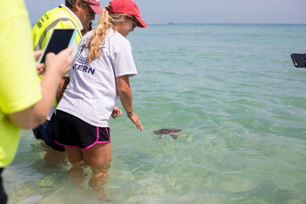 Mote volunteers and intern Caitlyn Byers stand in shallow water grinning and taking photos as Shoshi the juvenile green sea turtle is released.