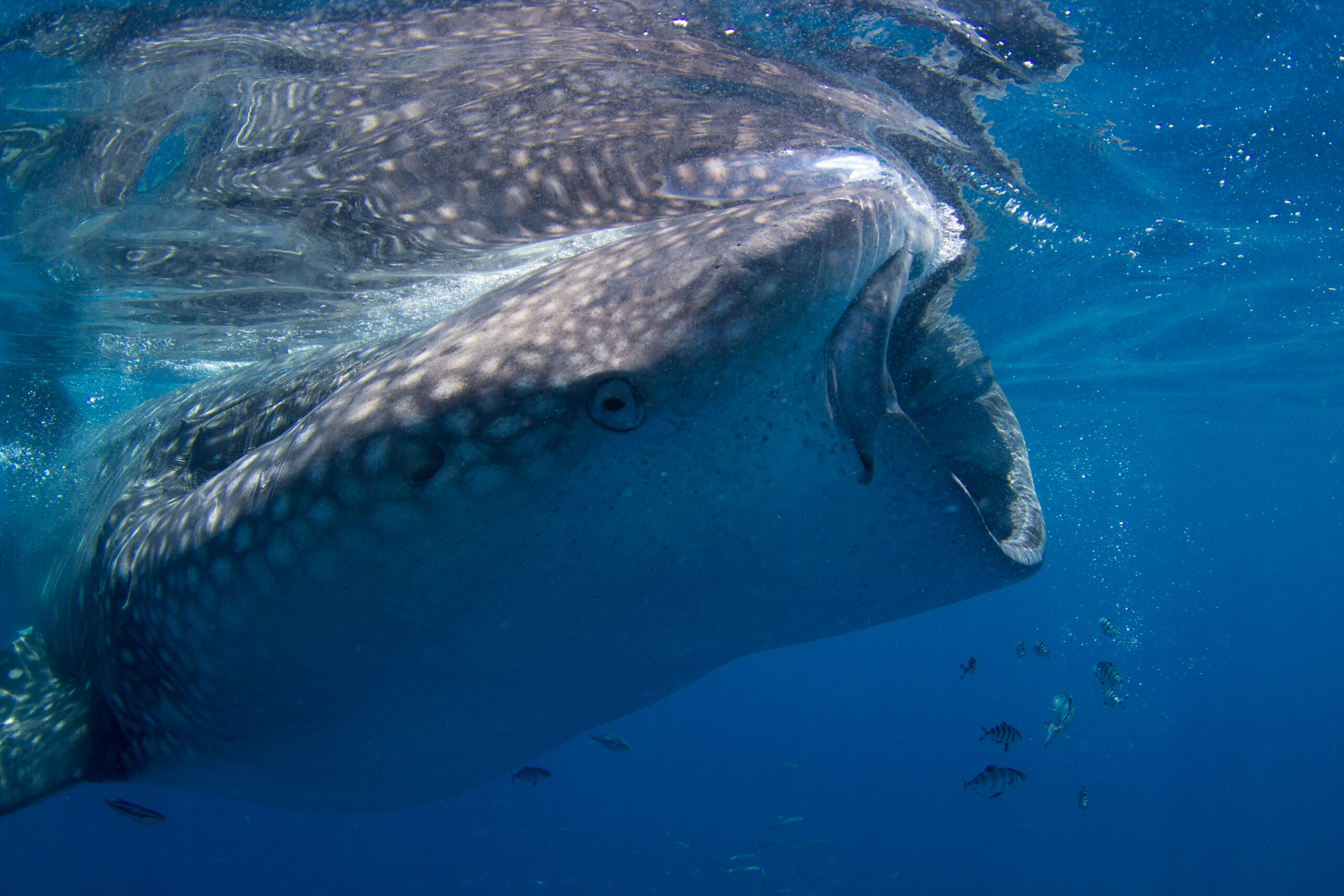 Mote scientists tag two whale sharks off southwest Florida | Mote