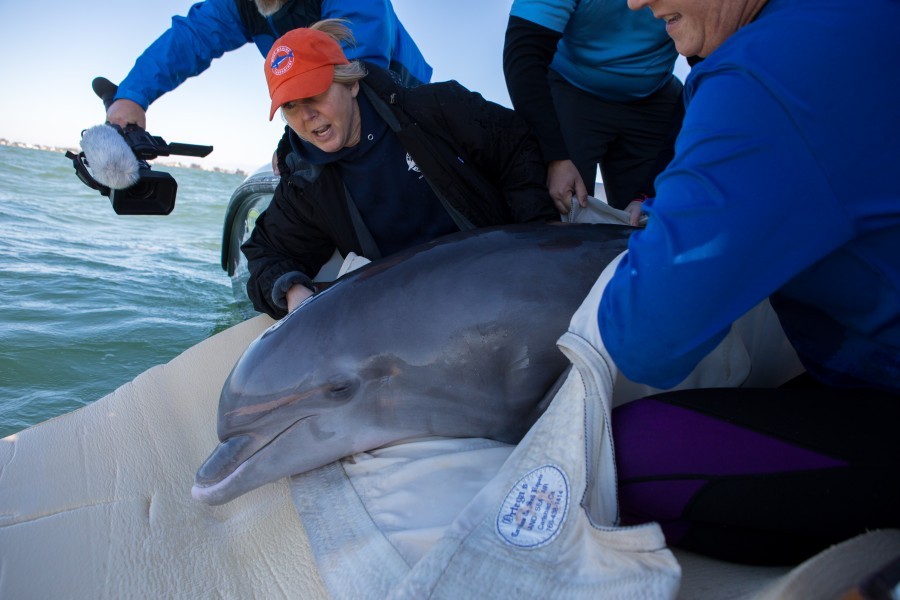 Salem a bottlenose dolphin being released Jan 28, 2019