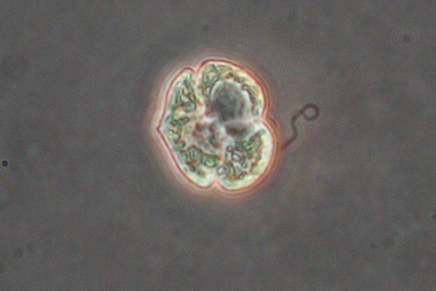 A microscopic view of a Florida red tide (Karenia braves) cell.