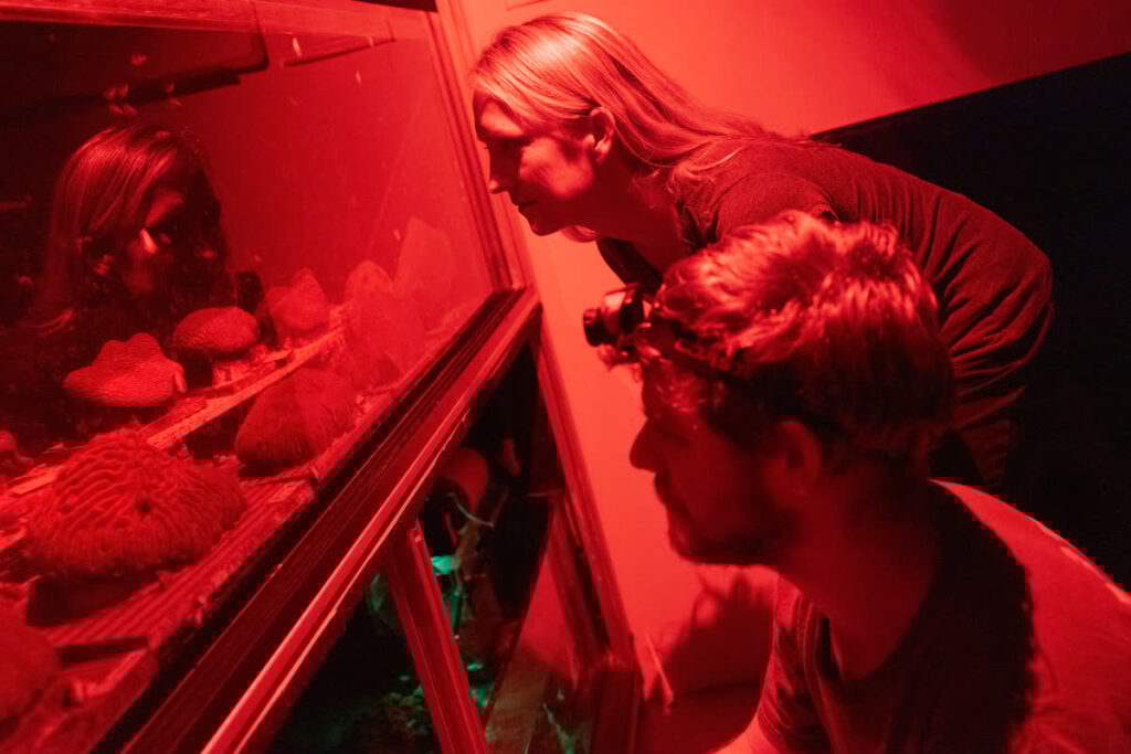 Under red light, Mote scientists watch coral colonies for signs of spawning. Lighting is adjusted to allow for spawning, a nocturnal phenomenon whose timing relates to lunar cycles.