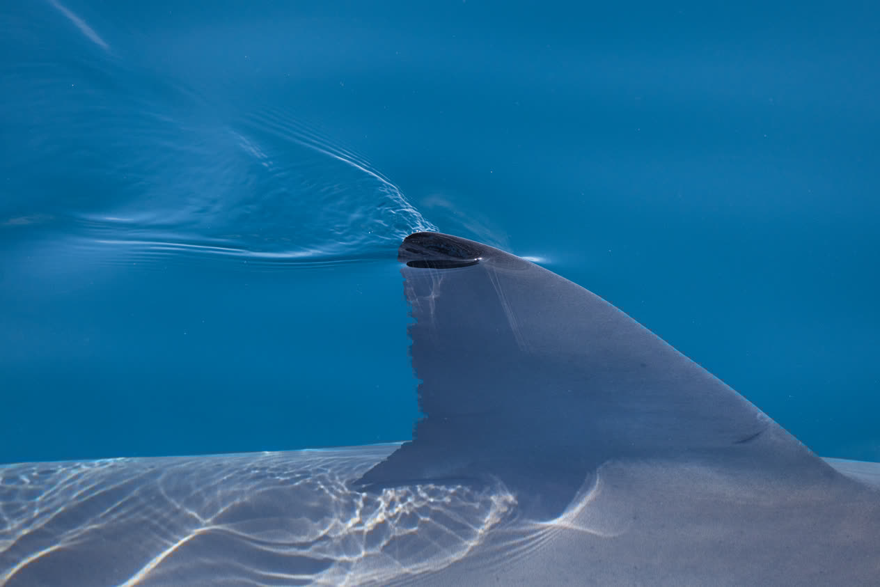 The dorsal fin of a white shark (Carcharodon carcharias) offshore of southwest Florida