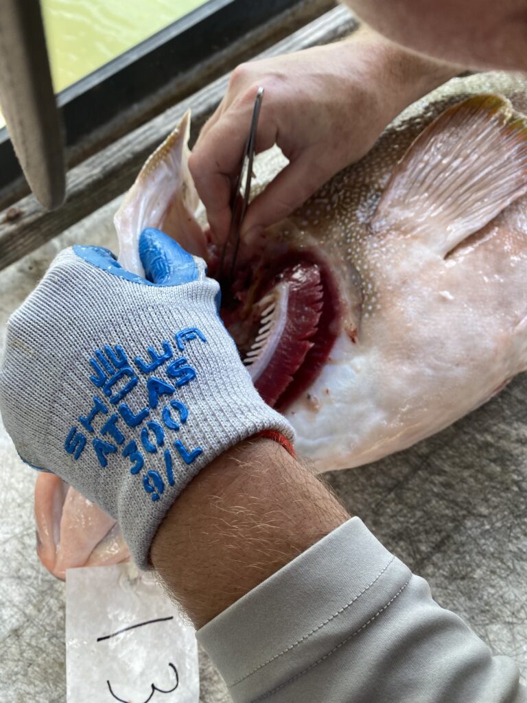 An otolith is extracted from a fish