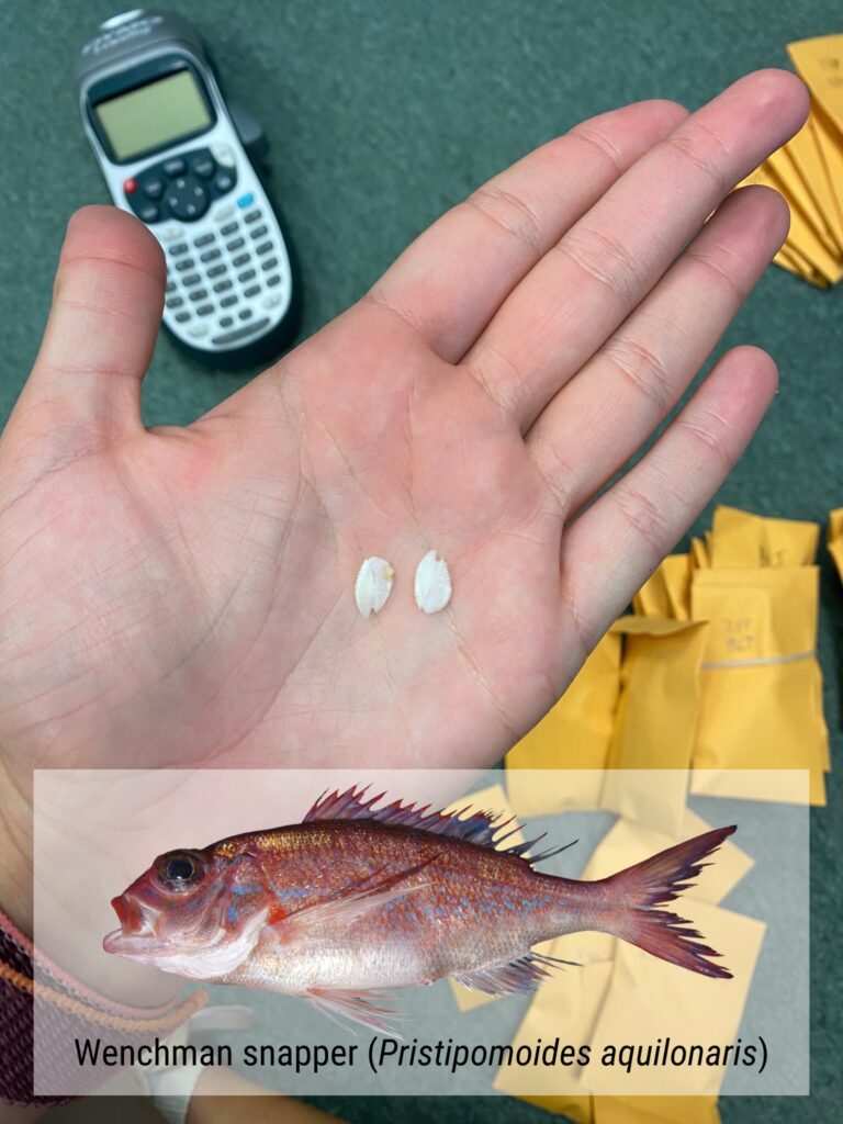 otoliths of wenchman snapper