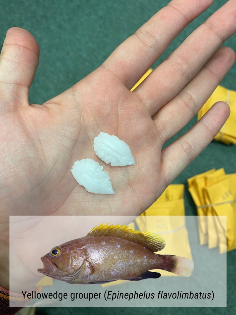 otoliths of yellowedge grouper
