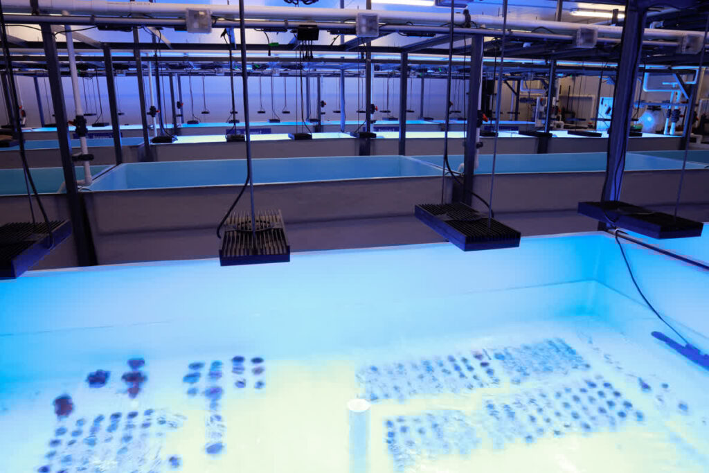 Mote's International Coral Gene Bank features long tanks called raceways for growing corals of many genetic varieties.