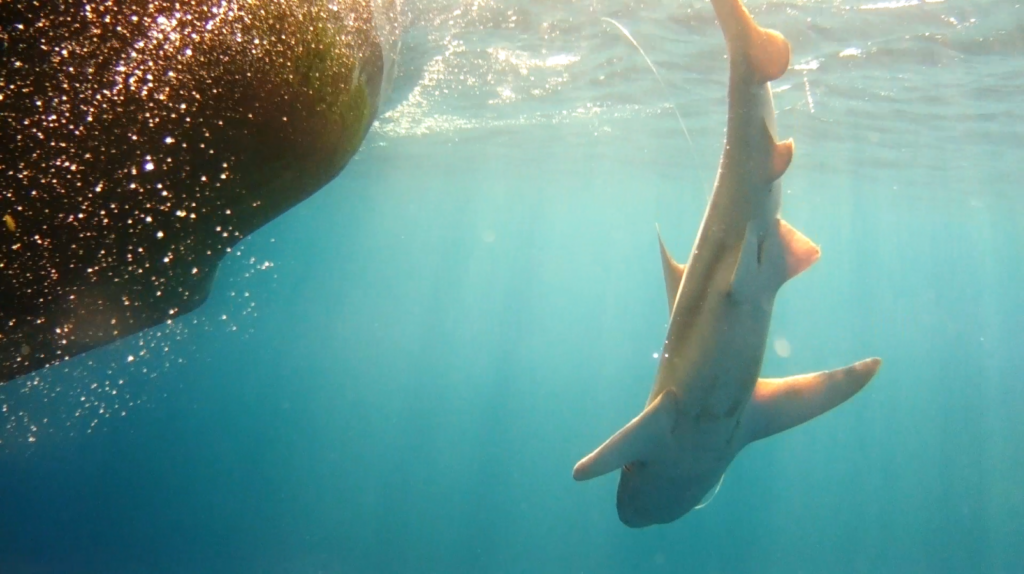 Sandbar shark detected by Mote's underwater camera, part of fisheries electronic monitoring