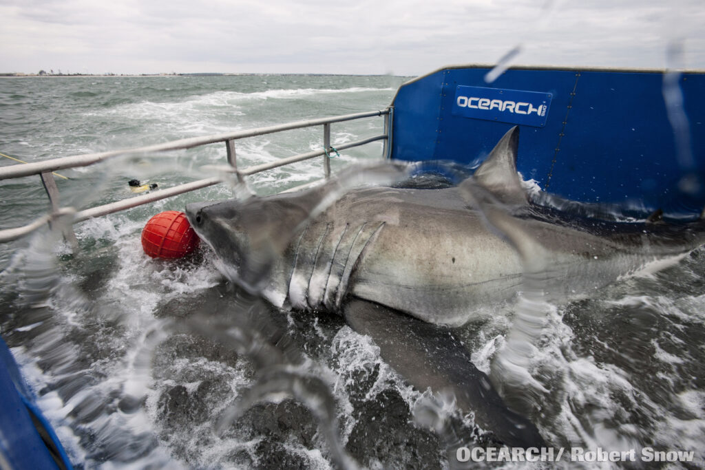A large great white shark named Lydia lays on the lower deck of an OCEARCH research vessel, waves crashing over her and the camera. She will soon be tagged and released into the choppy waters.