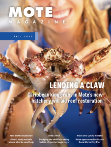 Cover of the Fall 2023 edition of Mote Magazine. The entire cover is dedicated to an image of a Caribbean Kink Crab being held by a Mote researcher. The crab's body is larger than hand and it's spidery legs are larger than a dinner plate. The title is "Lending a Claw: Caribbean king crabs in Mote's new hatcher will aid reef restoration".