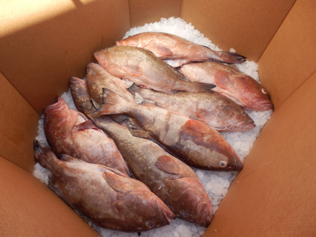 Red grouper caught in the Gulf of Mexico and packaged for shipping