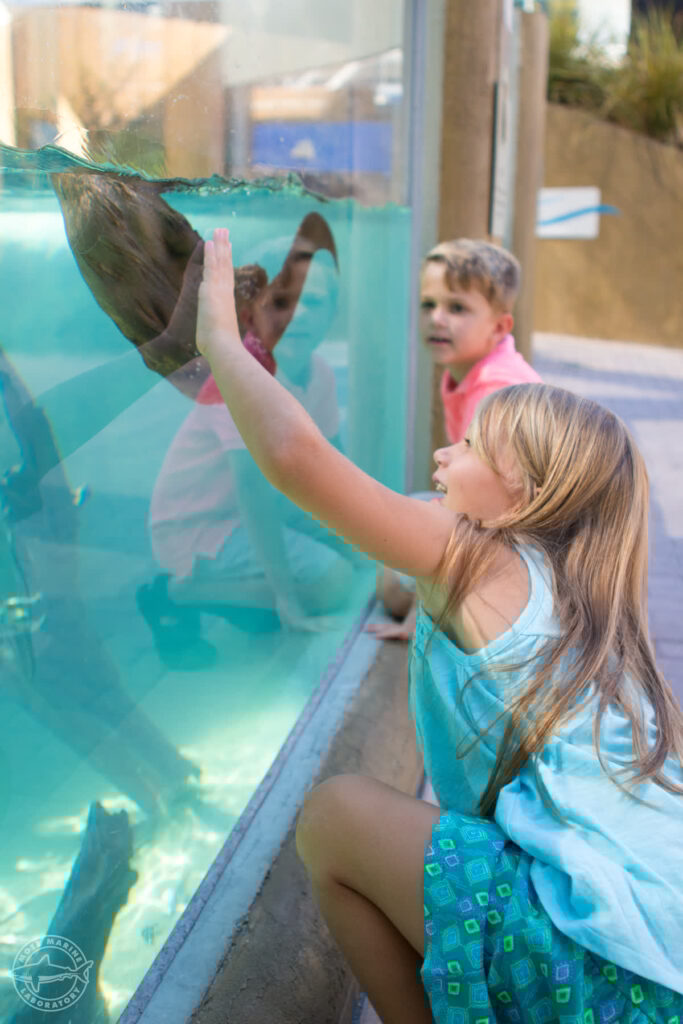 A young blond girl delightedly watches a river otter on exhibit.