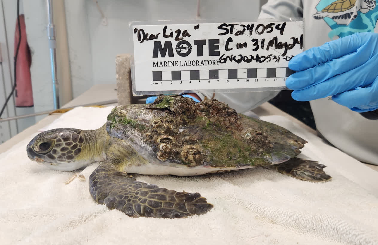 Dear Liza | Mote Marine Laboratory & Aquarium