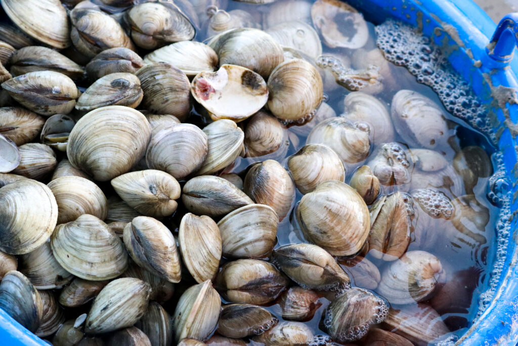 Hundreds of Southern hard clams completely fill the bucket of water used to transport them to their release site.