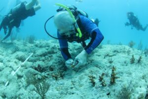 Mote President and CEO Dr. Michael Crosby is attaching a staghorn coral fragment to the ocean bottom while other scuba divers work in the background.