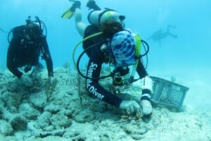 Divers Luke Murphy (left) and Vivian Foisy (right) attach staghorn coral fragments to the reef bottom. A crate of coral fragments ready to be attached sits nearby.