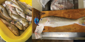 Left: Golden tilefish packed for shipping. Right: Right: Golden tilefish marked by fishermen for collection of biological data, including length measurements, otoliths and genetic material