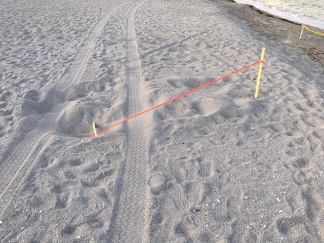 Photo of one of the damaged nests. The tire tracks head straight down the beach and plow directly into the nest stakes, removing two, and knocking over a third.