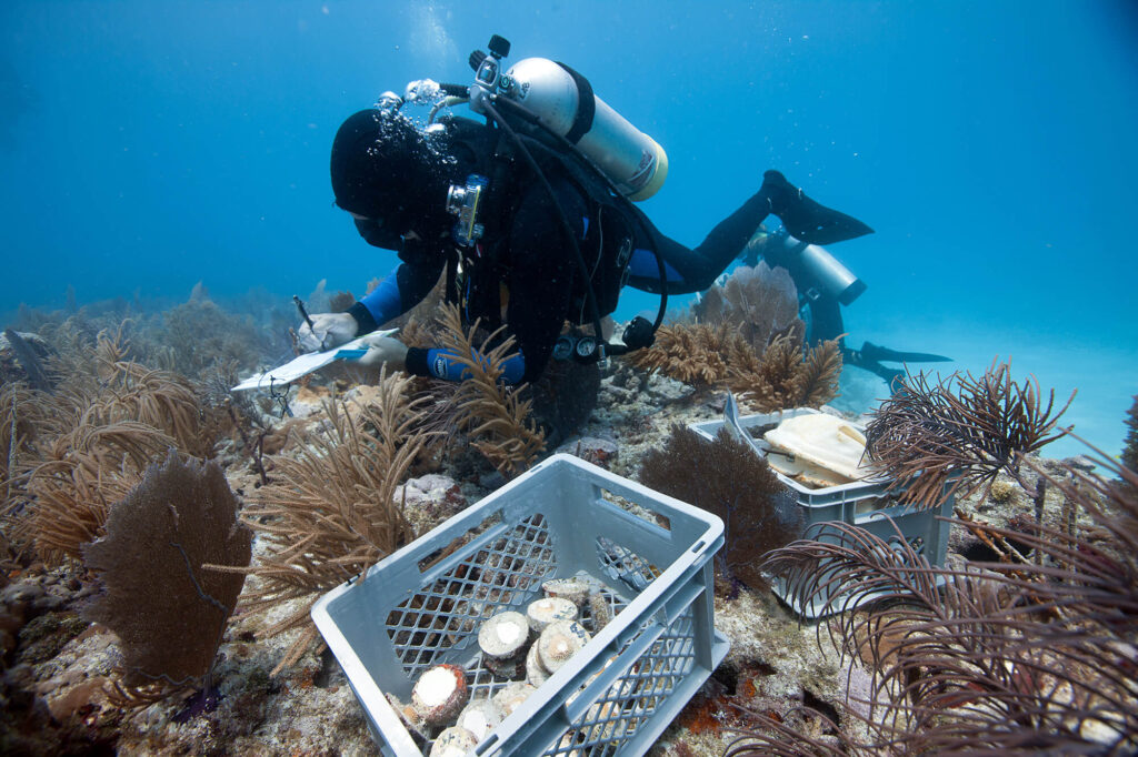 A scuba diver writes on a dive slate while outplanting coral fragments.