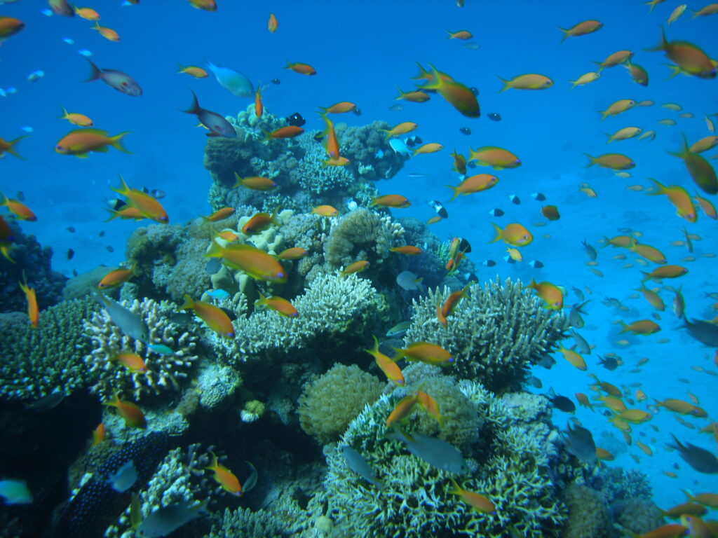 A multitude of tropical fish swim above a rocky outcrop covered in a variety of stony corals in the Gulf of Aqaba.