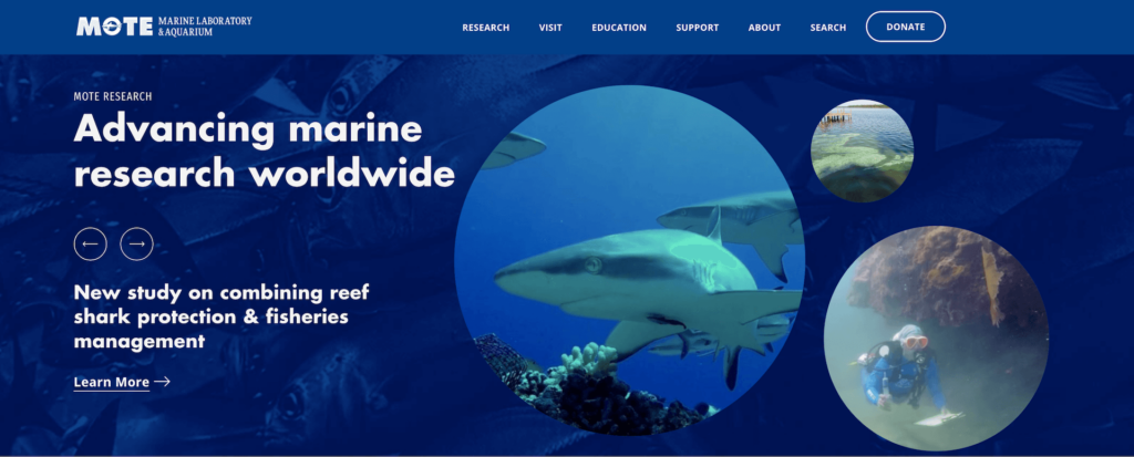 Screenshot of the Research landing page on Mote Marine Laboratory's newly redesigned website (mote.org) launched in summer 2024, featuring a stylish and high contrast dark blue and white style