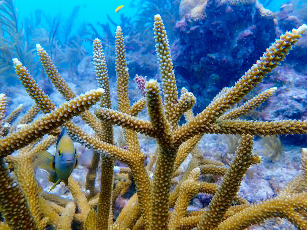 A blue and yellow damselfish swims amongst a staghorn coral reef.