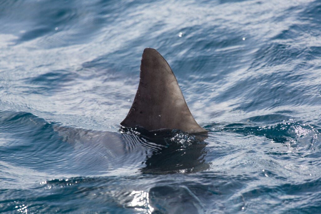 A single shark fin cuts through the water, the waves obscuring the shark below.