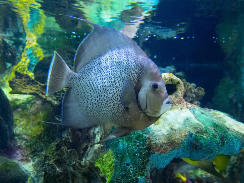Gray Angelfish