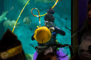 Scuba diver carves pumpkin underwater in shark tank at Mote Marine Laboratory and Aquarium.