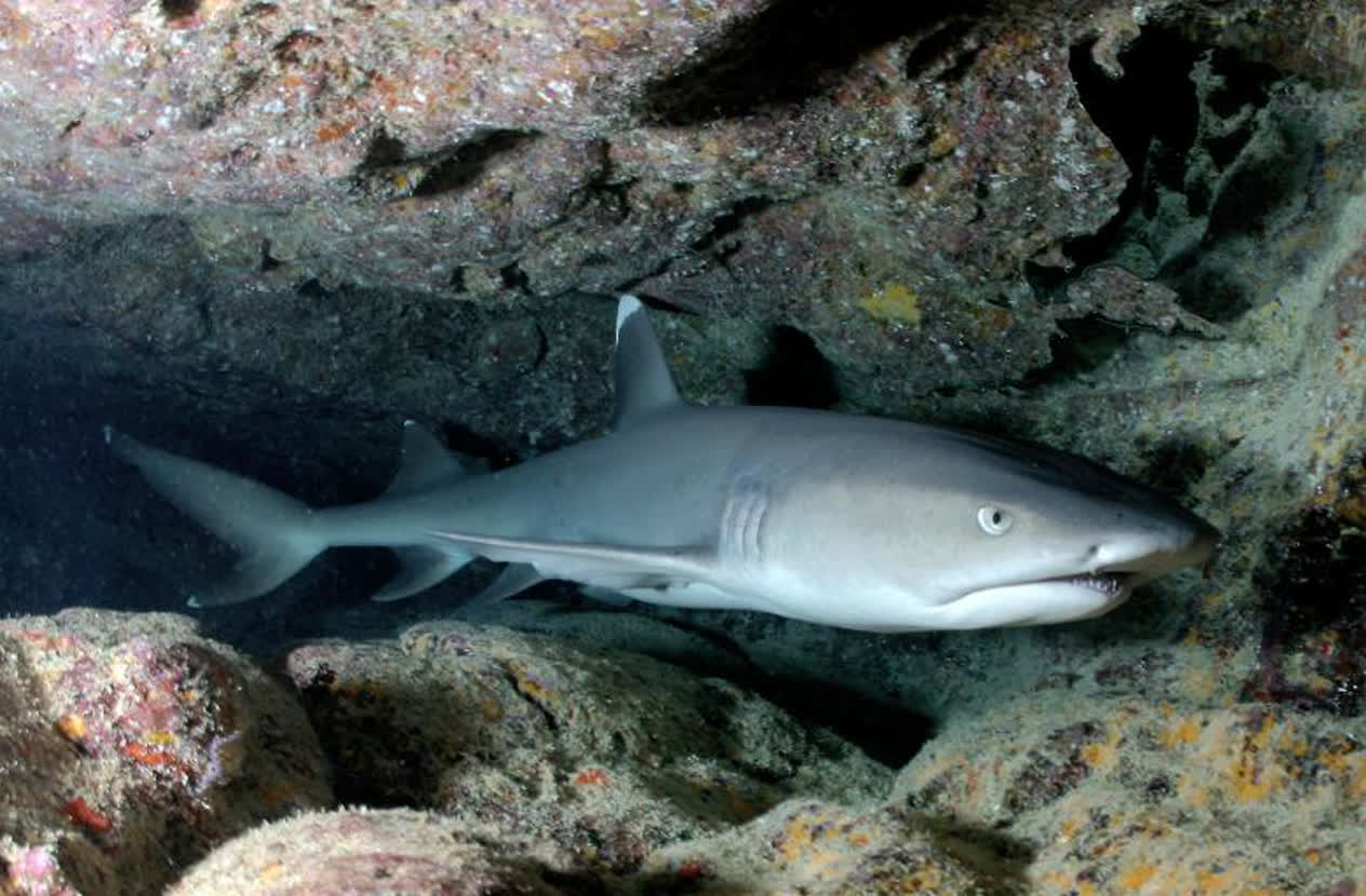 Whitetip reef shark | Mote Marine Laboratory & Aquarium