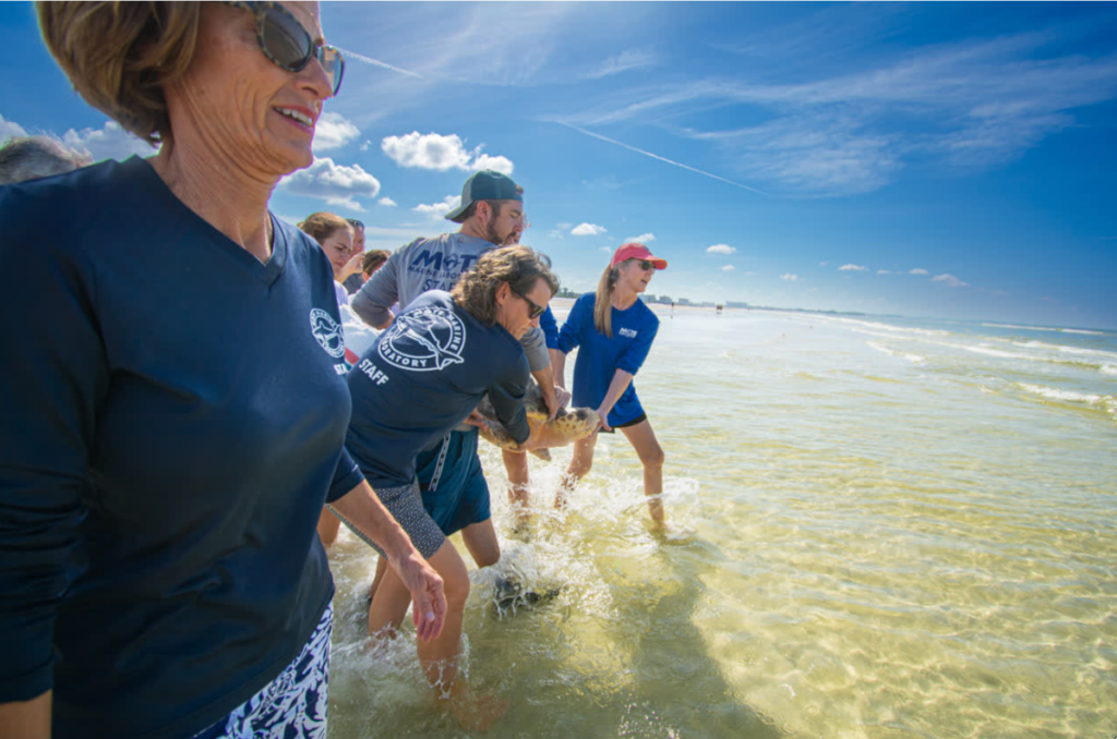 Mote releases a female loggerhead sea turtle nicknamed 