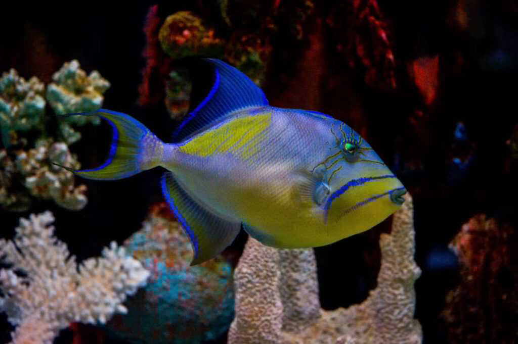 Queen Triggerfish