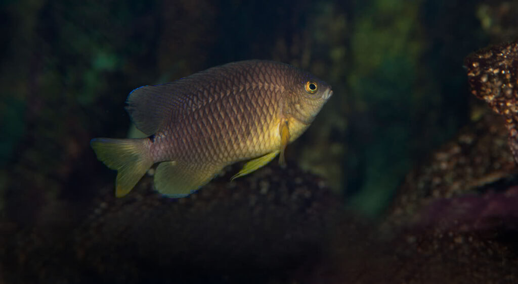 Damselfish