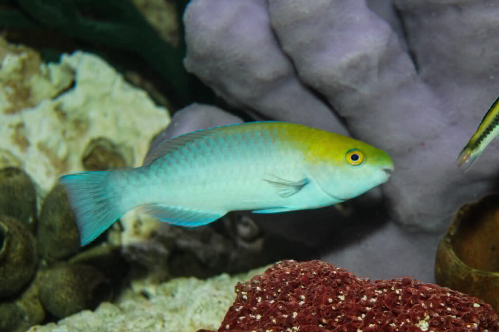 Blue Parrotfish