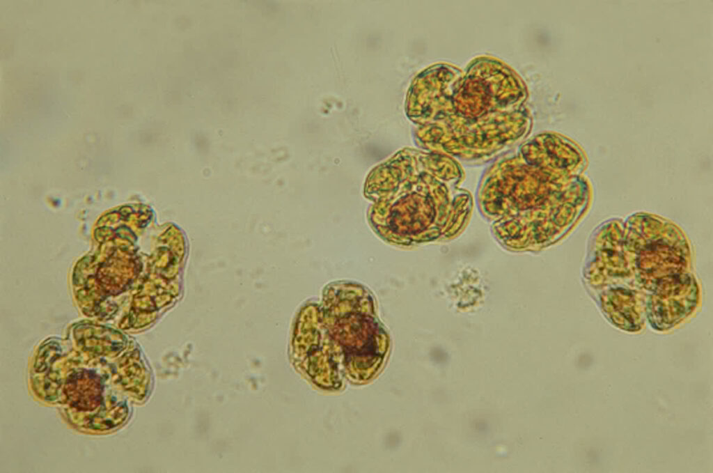 Karenia Brevis Cells
