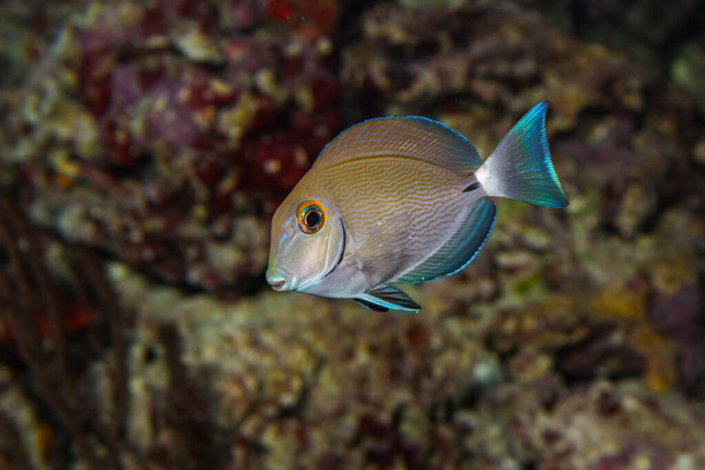 Ocean Surgeonfish