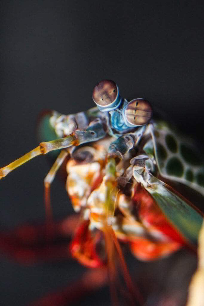 Peacock Mantis Shrimp